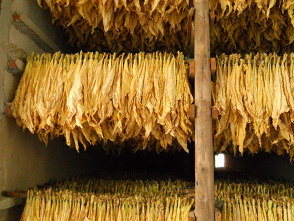 煙草熱泵烘干解決方案